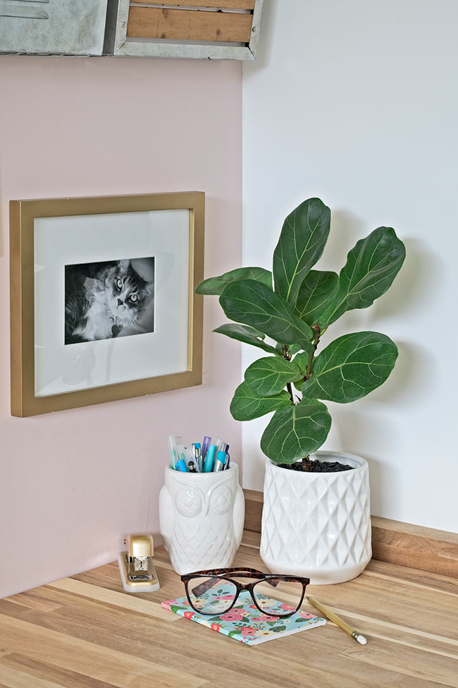 fiddle leaf fig in white planter pot on desk
