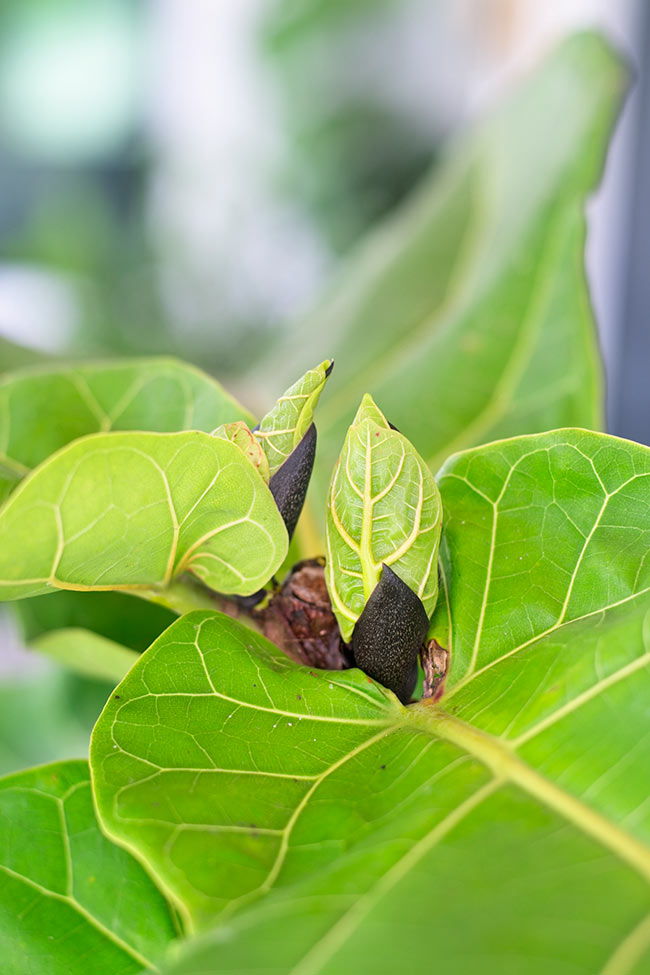 THE DIFFERENT STAGES OF MAKING YOUR OWN BABY FIDDLE LEAF FIG TREES