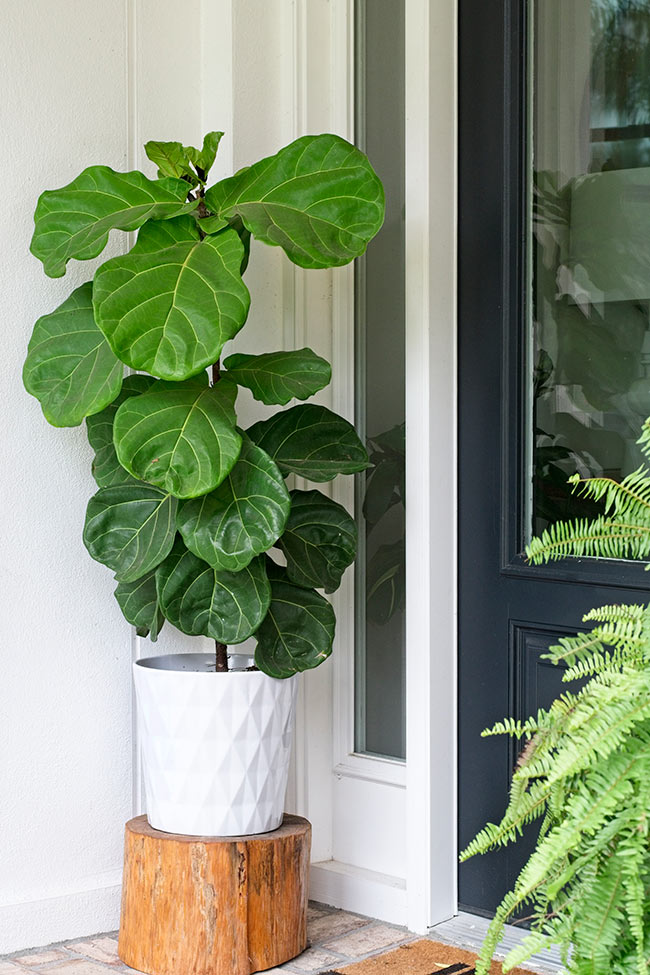 THE DIFFERENT STAGES OF MAKING YOUR OWN BABY FIDDLE LEAF FIG TREES