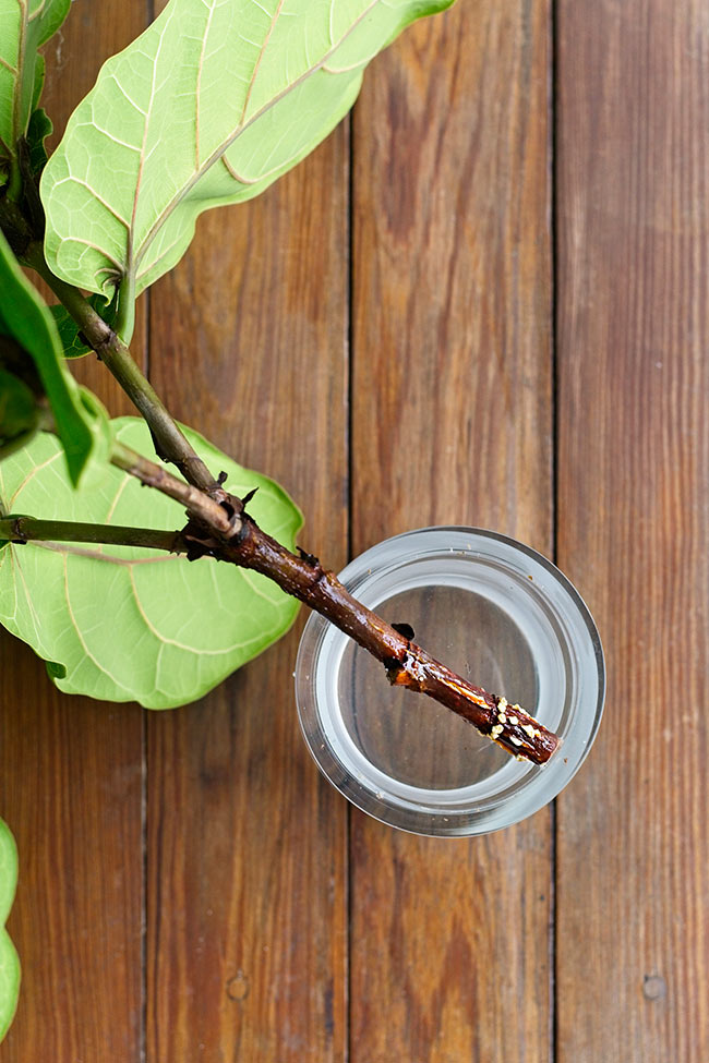 HOW TO TURN YOUR FIDDLE LEAF FIG BUSH INTO A TREE