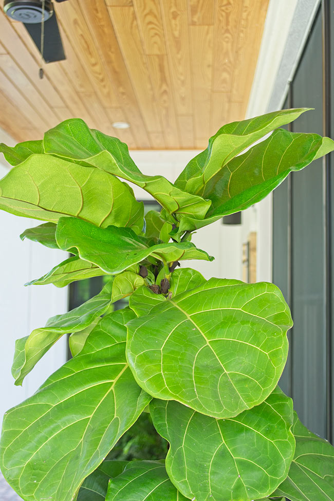 THE DIFFERENT STAGES OF MAKING YOUR OWN BABY FIDDLE LEAF FIG TREES