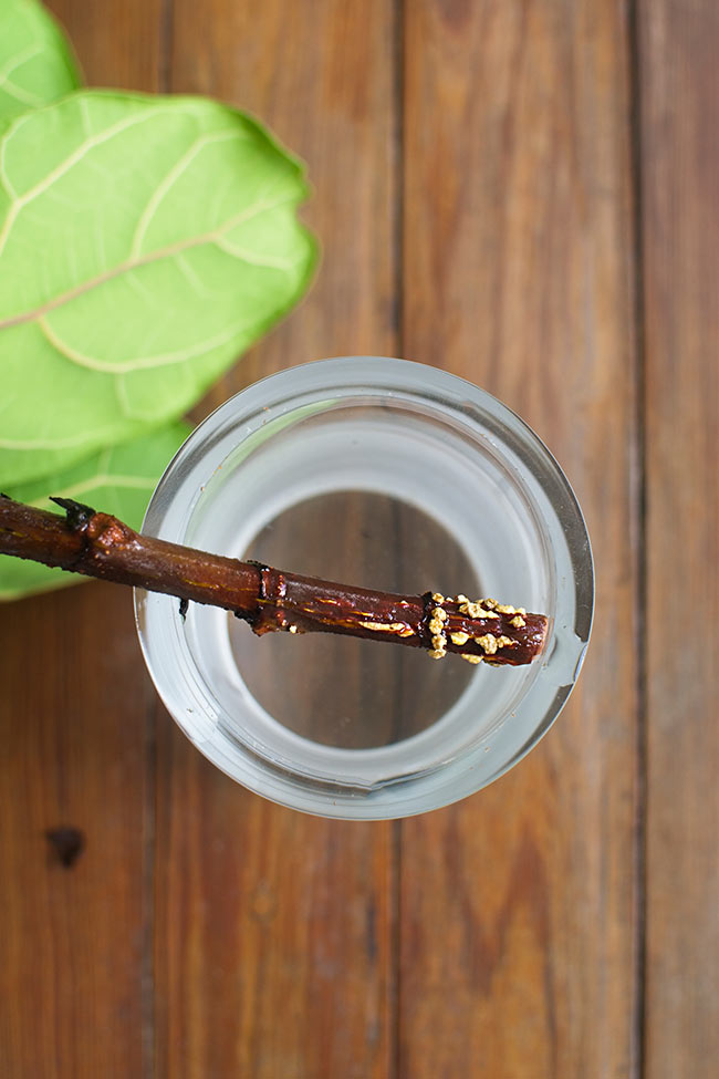 THE DIFFERENT STAGES OF MAKING YOUR OWN BABY FIDDLE LEAF FIG TREES