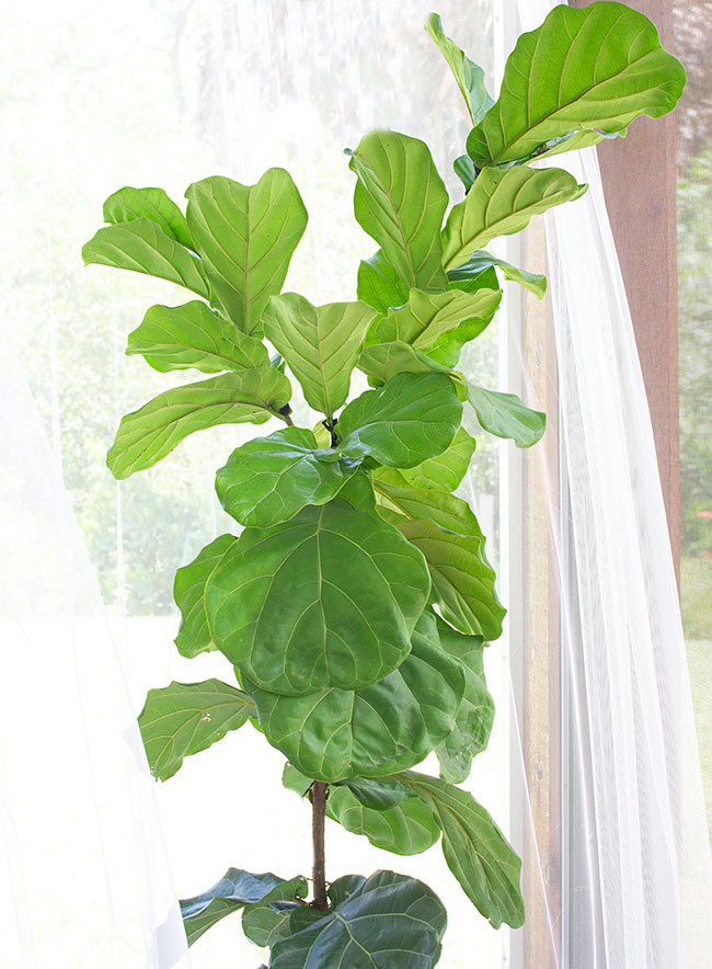 THE DIFFERENT STAGES OF MAKING YOUR OWN BABY FIDDLE LEAF FIG TREES