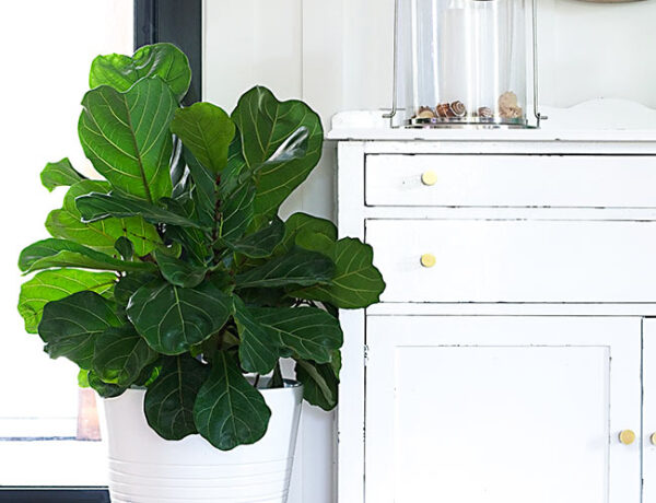 fiddle leaf fig in white pot next to antique white buffet