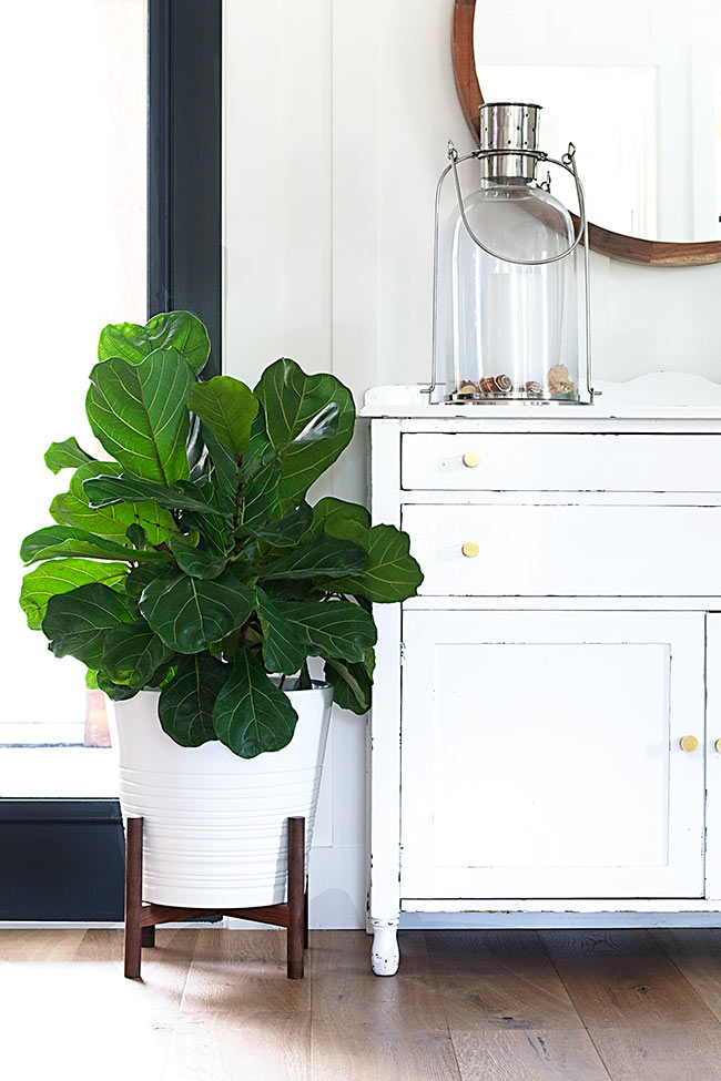fiddle leaf fig in white pot next to antique white buffet
