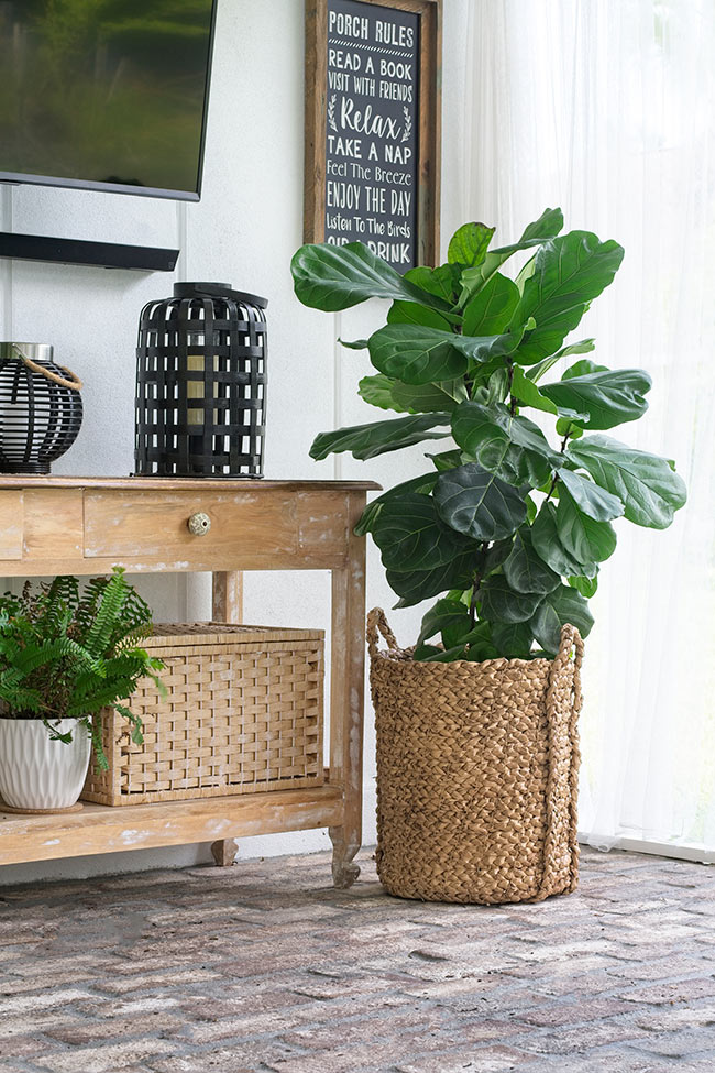 fiddle leaf fig in basket on porch