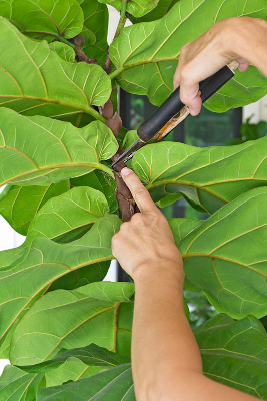 How to Care for Your Fiddle Leaf Fig - It's Easier Than You Think ...