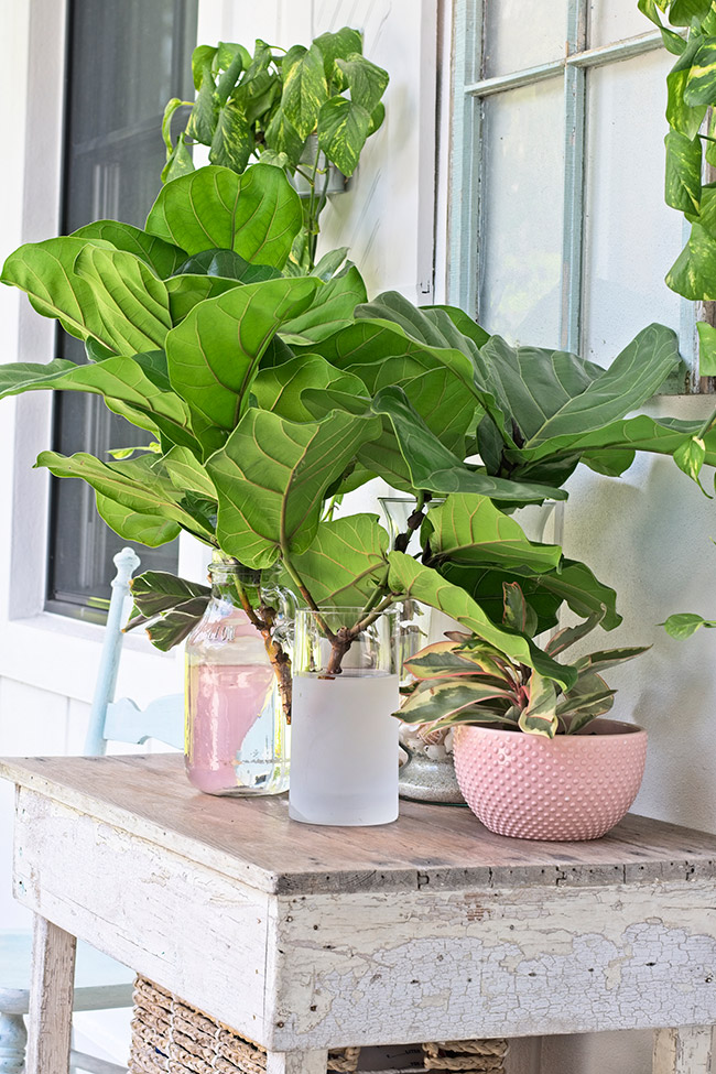 baby fiddle leaf fig in vase on farmhouse table
