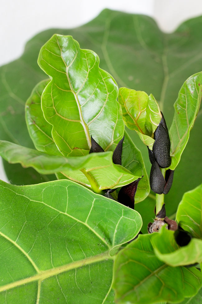 THE DIFFERENT STAGES OF MAKING YOUR OWN BABY FIDDLE LEAF FIG TREES