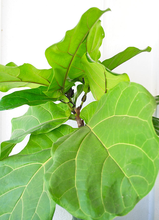 THE DIFFERENT STAGES OF MAKING YOUR OWN BABY FIDDLE LEAF FIG TREES