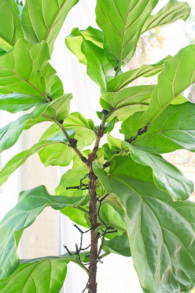 THE DIFFERENT STAGES OF MAKING YOUR OWN BABY FIDDLE LEAF FIG TREES